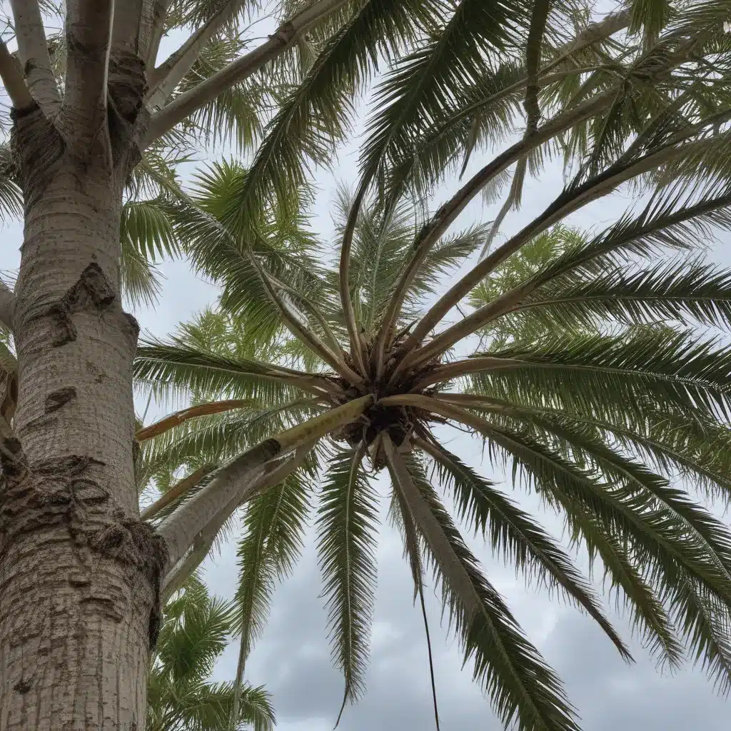 Safeguarding Palm Beach Businesses from Storm-Damaged Trees: A Practical Approach