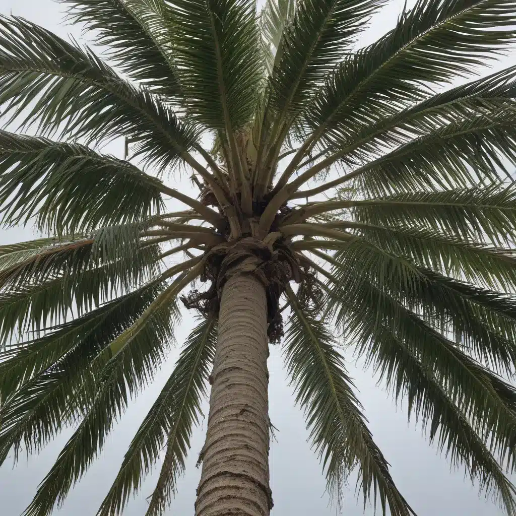 Weathering the Storm: Preparing Your Palm Beach County Trees for Hurricane Season