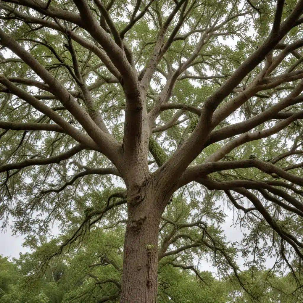 Weathering the Storm: Preparing Your Trees for Hurricane Season